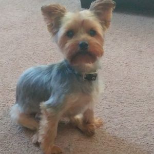 Meet your Posher, Samaria